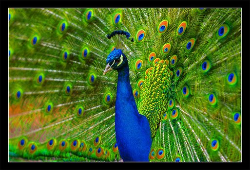 picture of the Peacock