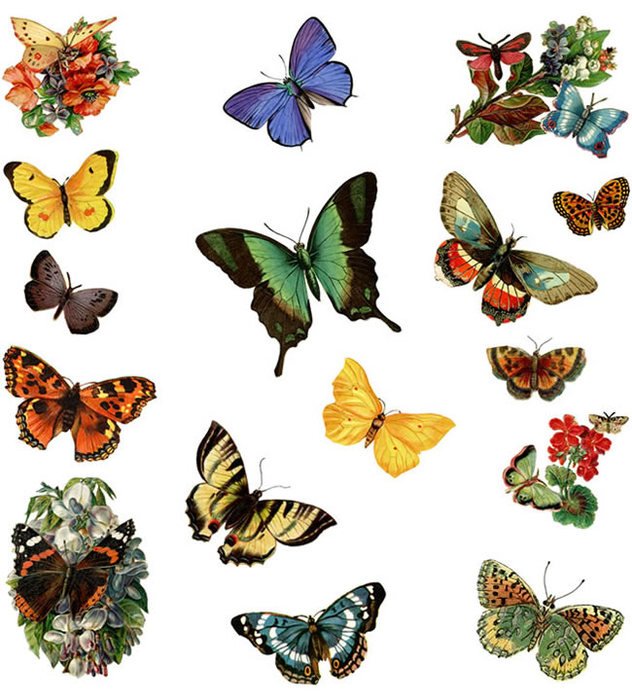 Butterfly Clip Art Welcome
