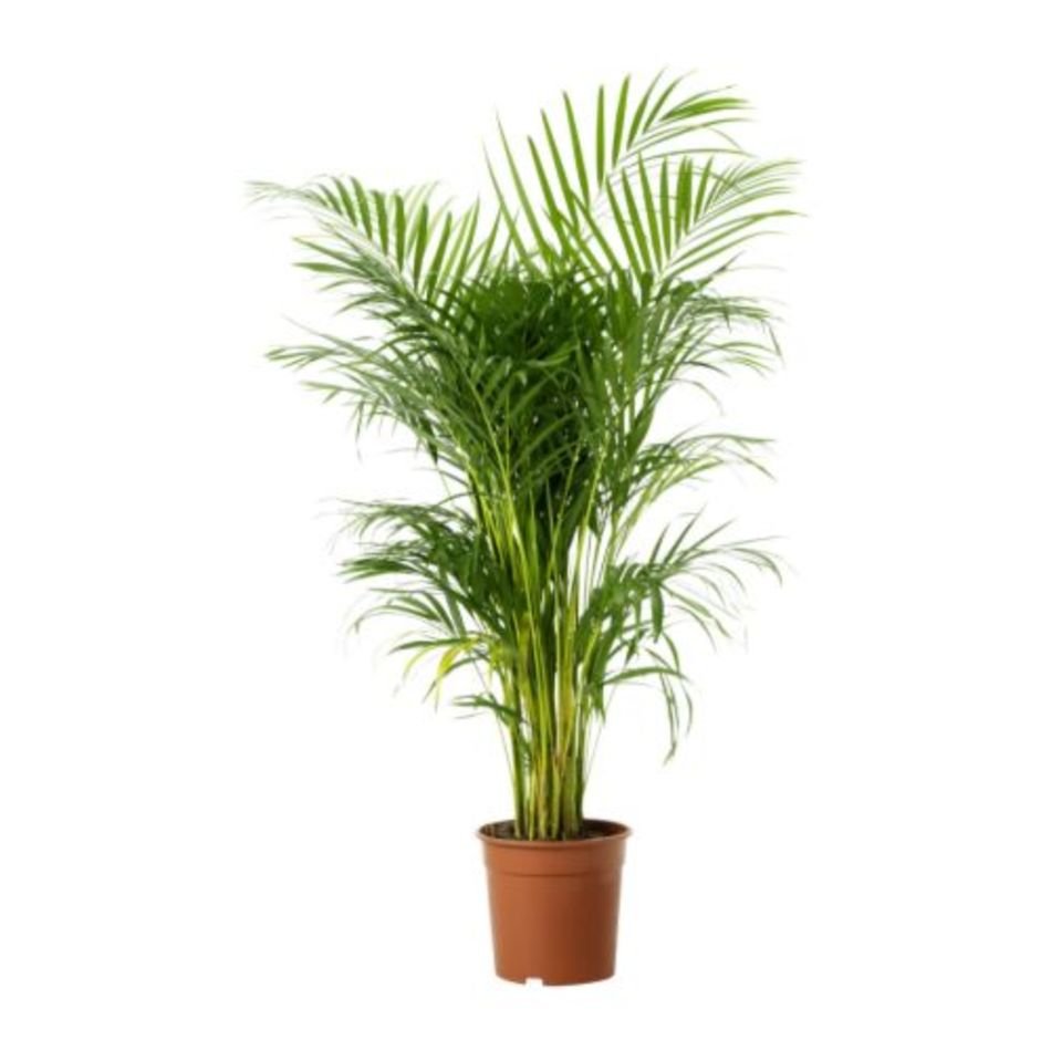 Potted Palm Plants