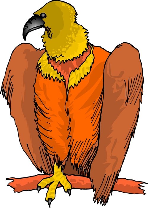 Vulture Bird