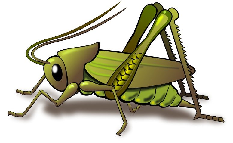 Cricket Insect Clip Art N16