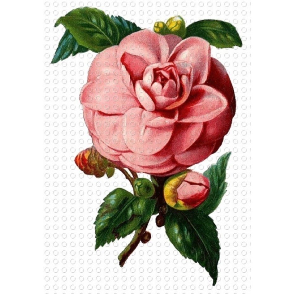 Vintage Pink Rose Clip Art N2