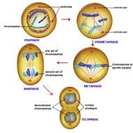 4 Phases Of Mitosis Stage
