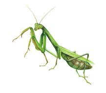 Clip art of green Grasshopper