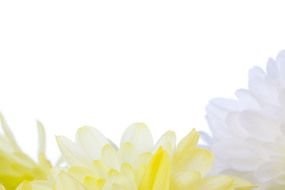 Flower Border white yellow