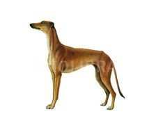 Dog Illustrations N2