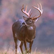 White Tailed Deer Buck in wild