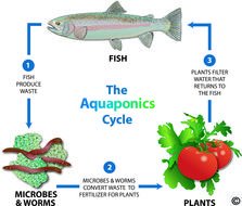 Aquaponic Gardening drawing