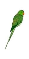 drawn green parrot