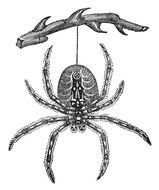 İllustration of Halloween Spider Web
