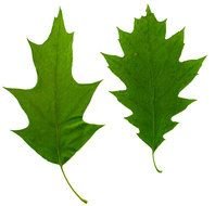 Red Oak Leaf N2