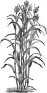 Sugar Cane Clip Art drawing