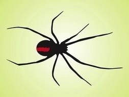 Black Widow Spider drawing