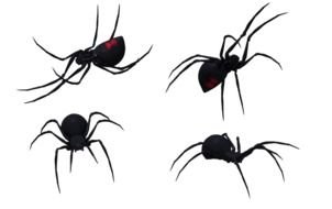 drawn four black-red spiders
