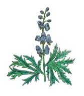 Aconitum bicolor, Vintage Botanical drawing