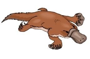 Platypus as a graphic illustration