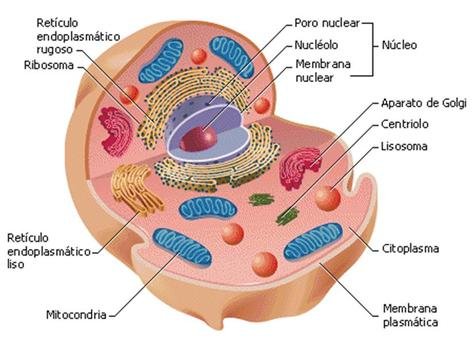 LA C EacuteLULA