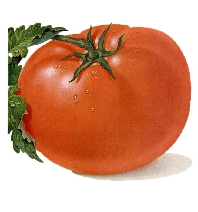 Tomato Plant Clip Art N21