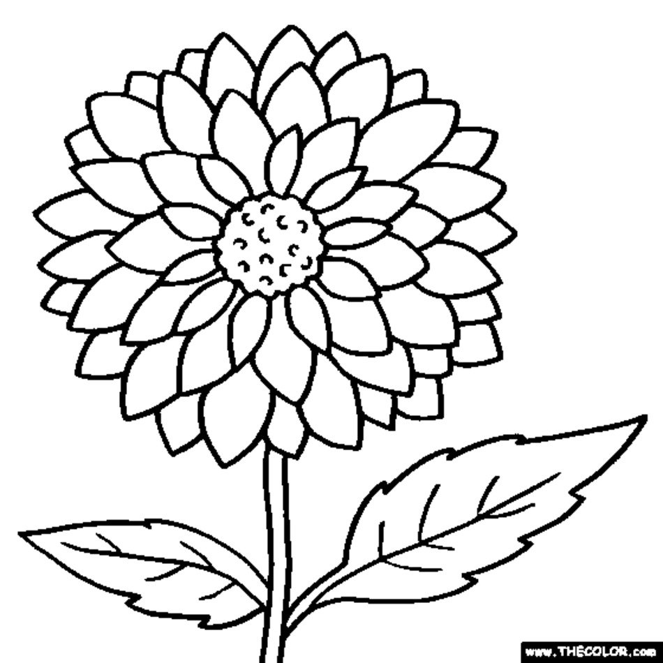 Color Coloring Pages N2