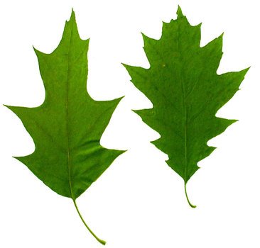Red Oak Leaf N2