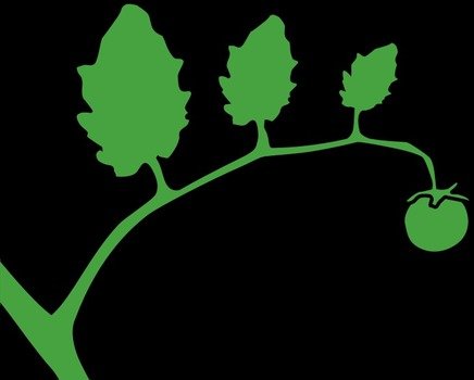 Green Tomato On A Vine By Xxv Still Growing The