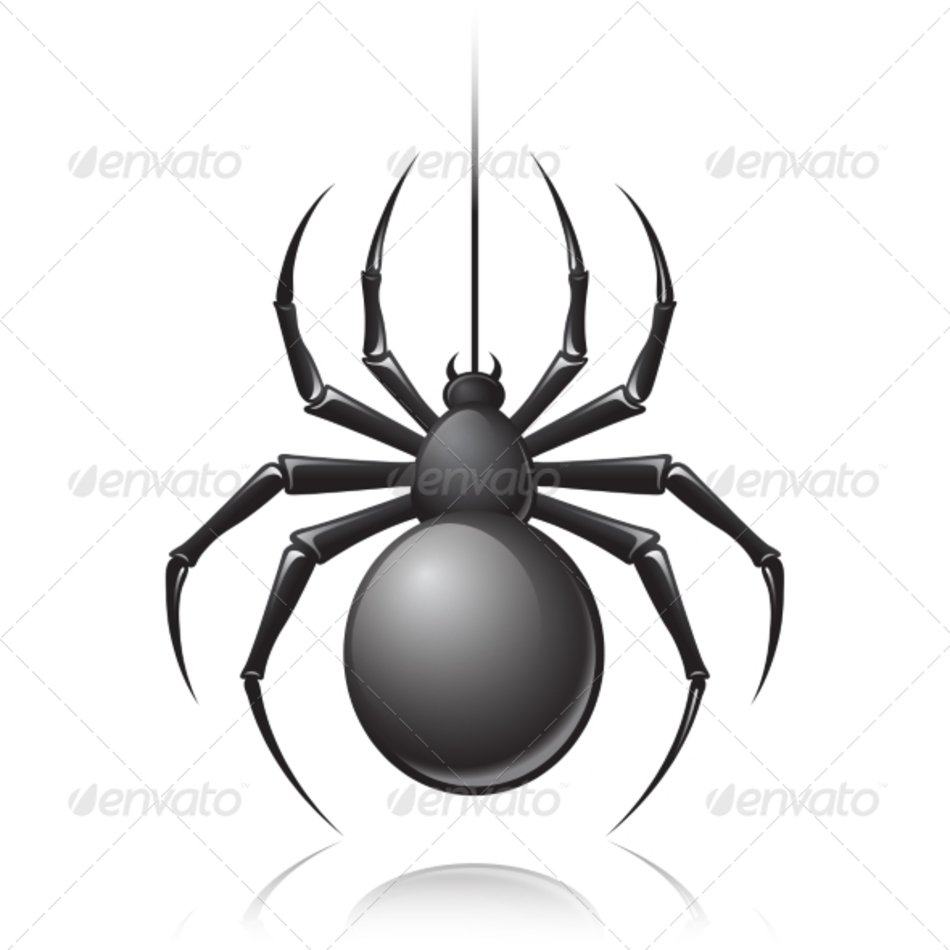 Black Widow Spider N10