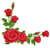 Red Rose Transparent N2