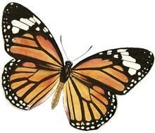 Butterfly Clip Art Welcome N2