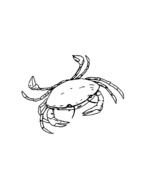 Sea Animals Coloring Pages Printable N2