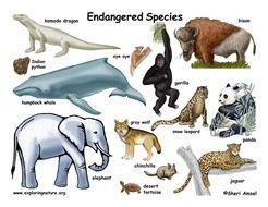 Endangered Animals N3