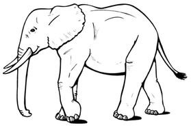 Elephant Coloring Pages N5