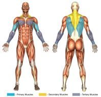 Pull Ups Muscles Worked N3