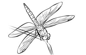 Dragonfly Coloring Pages drawing