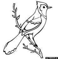 Blue Jay Coloring Page N2