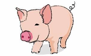 cartoon cute pig