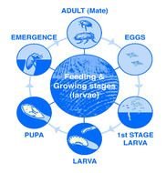 Life Cycle Diagram N2