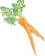 Carrot Clip Art drawing