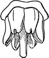 Sporophyll drawing