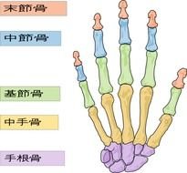 Human Hand Bones Japanese Clipart