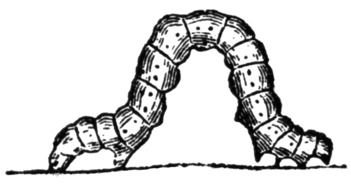 Caterpillar as a graphic illustration