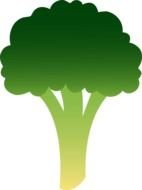 Broccoli as a graphic illustration