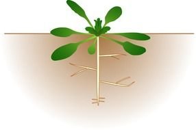drawing of a plant with roots