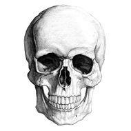 Skull Drawings