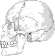 Skull Side View N4
