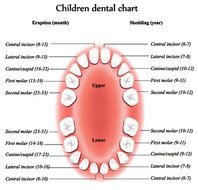 Children rsquos Dental Chart Of Eruptions And Sheddings