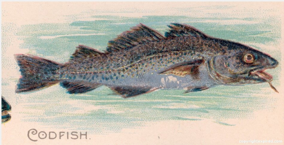 Cod Fish