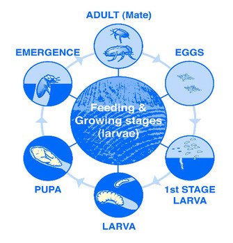Life Cycle Diagram N2