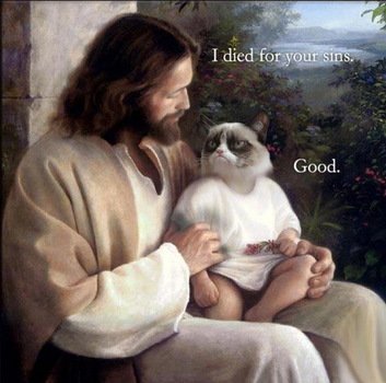 Funny Grumpy Cat