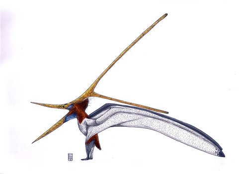 Kronos bird drawing