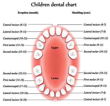 Children rsquos Dental Chart Of Eruptions And Sheddings
